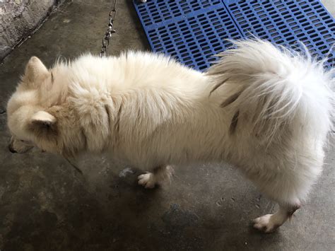 dog in baguio breed|Puppies for Sale near Baguio, Cordillera, Philippines,.